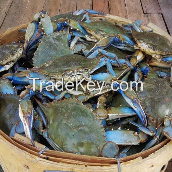 blue swimmer crab for sale