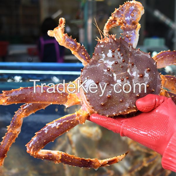 Mud Crab For Sale Usa