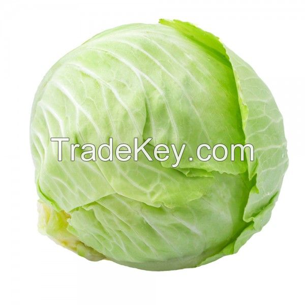 Cabbage Raw Uses