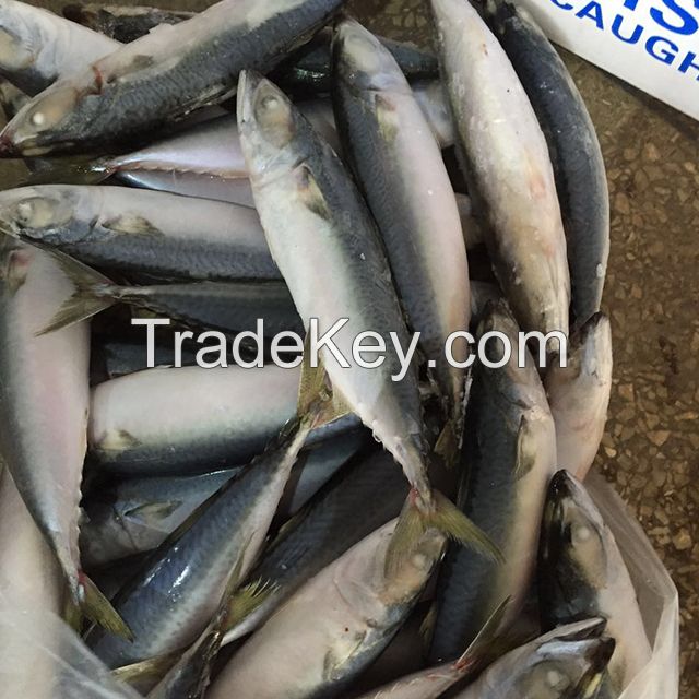 frozen chub mackerel for sale