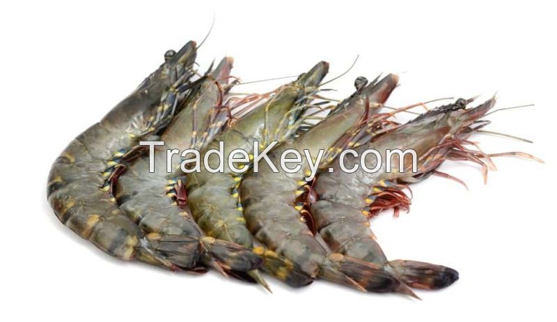 Fresh Florida Shrimp For Sale