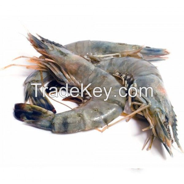 Fresh Georgia Shrimp For Sale