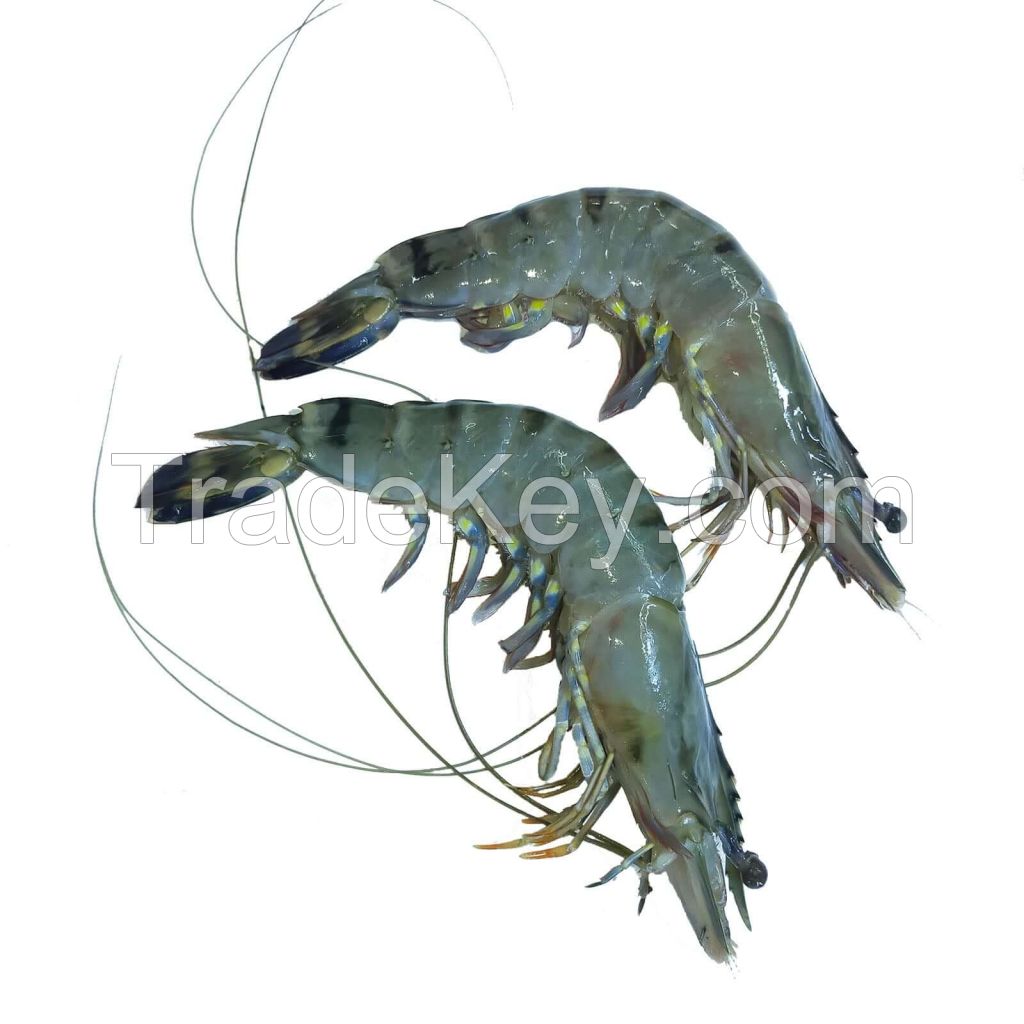 fresh raw shrimp for sale near me