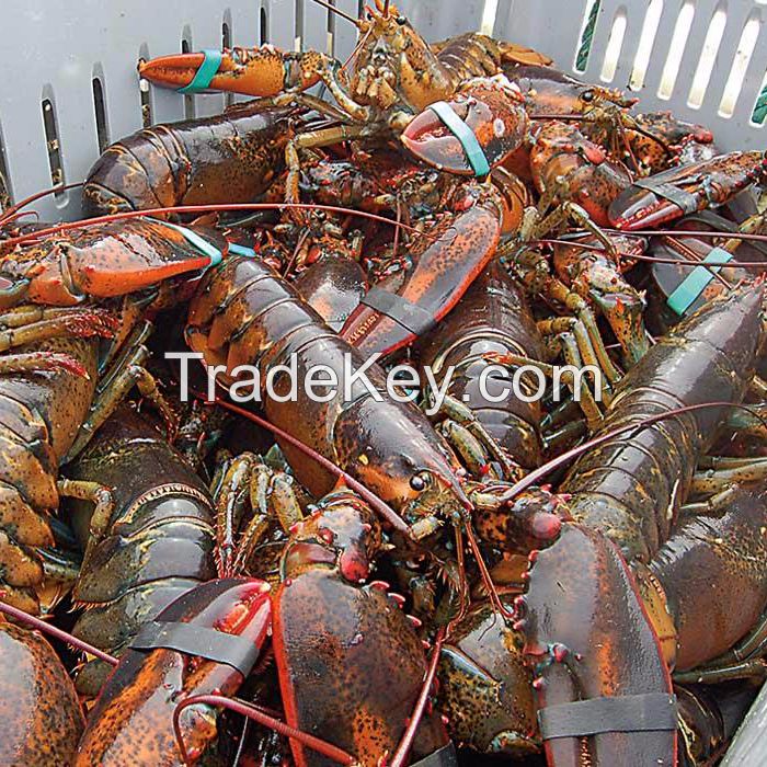 Frozen Lobster For Sale Bulk