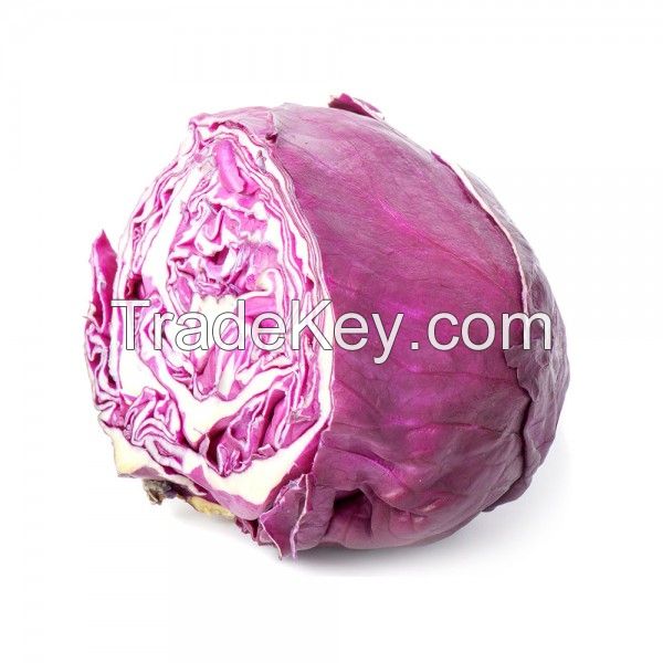 Fresh Red Cabbage For Sale In Usa