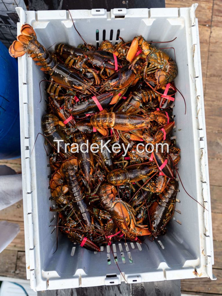 Frozen Lobster For Sale