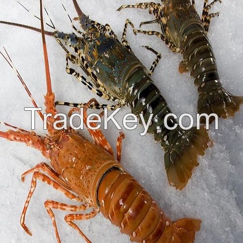 Frozen Lobster For Sale Ebay Uk