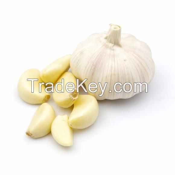 Fresh Garlic For Sale France