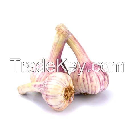Fresh Garlic For Sale Holland