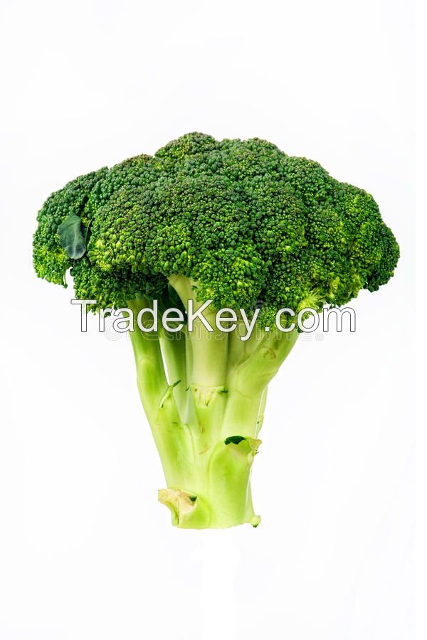 Fresh Broccoli Suppliers China