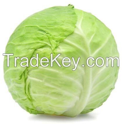 Fresh Cabbage Suppliers Canada