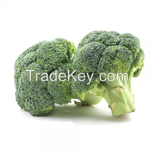 Fresh Broccoli Suppliers For Sale