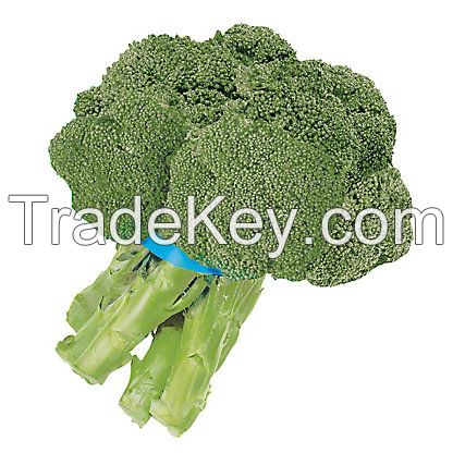 Fresh Broccoli Suppliers California