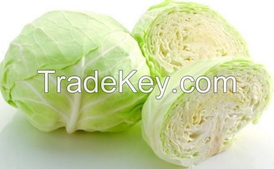 Fresh Cabbage Suppliers China