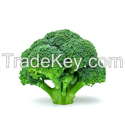 Fresh Broccoli Suppliers Australia