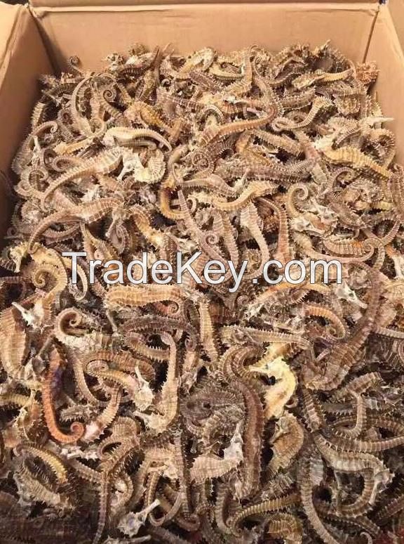 Dried Seahorse For Sale Uk