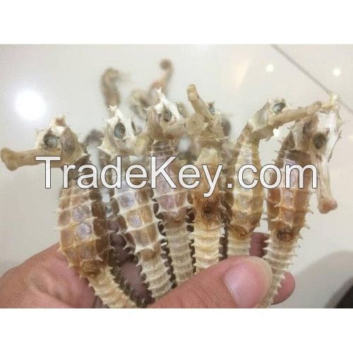 Buy Dried Seahorse