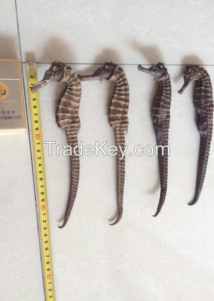 Dried Seahorses For Sale