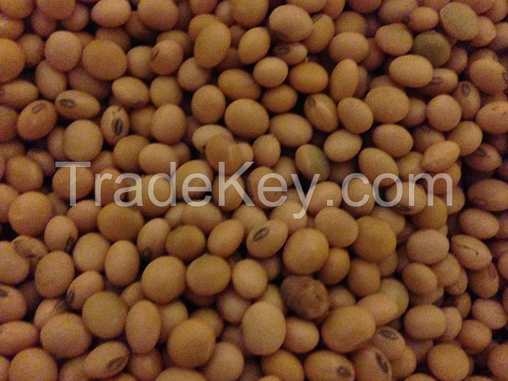 Dry Roasted Beans / Edamame / Soy Bean / bulk dried black soybean