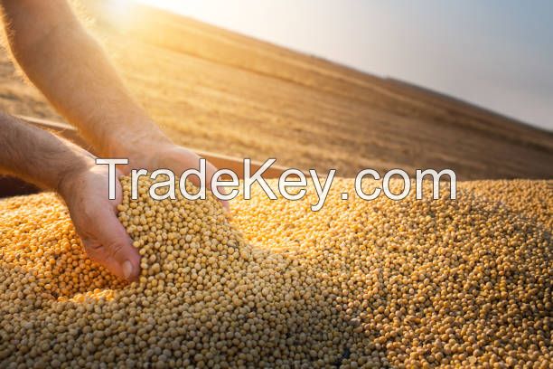 High Quality SoyBean Oil for sale