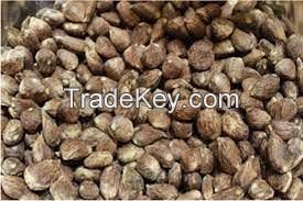 cocoa seeds, palm kernel seeds, cashew nuts