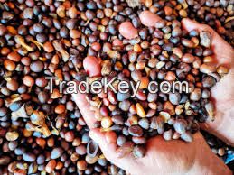 cocoa seeds, palm kernel seeds, cashew nuts