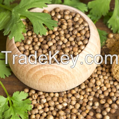 Coriander