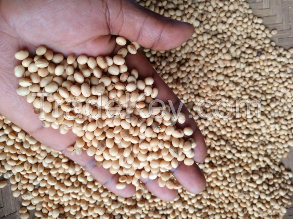 Non GMO Soybeans High Quality Soya Beans 
