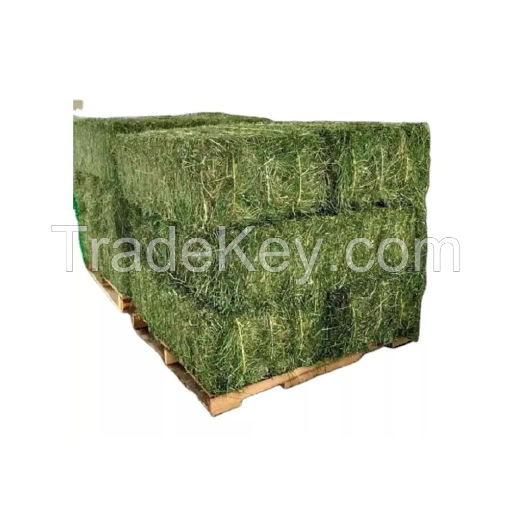 Alfalfa Hay at very cheap price / Quality Rhodes Grass Hay Alfalfa