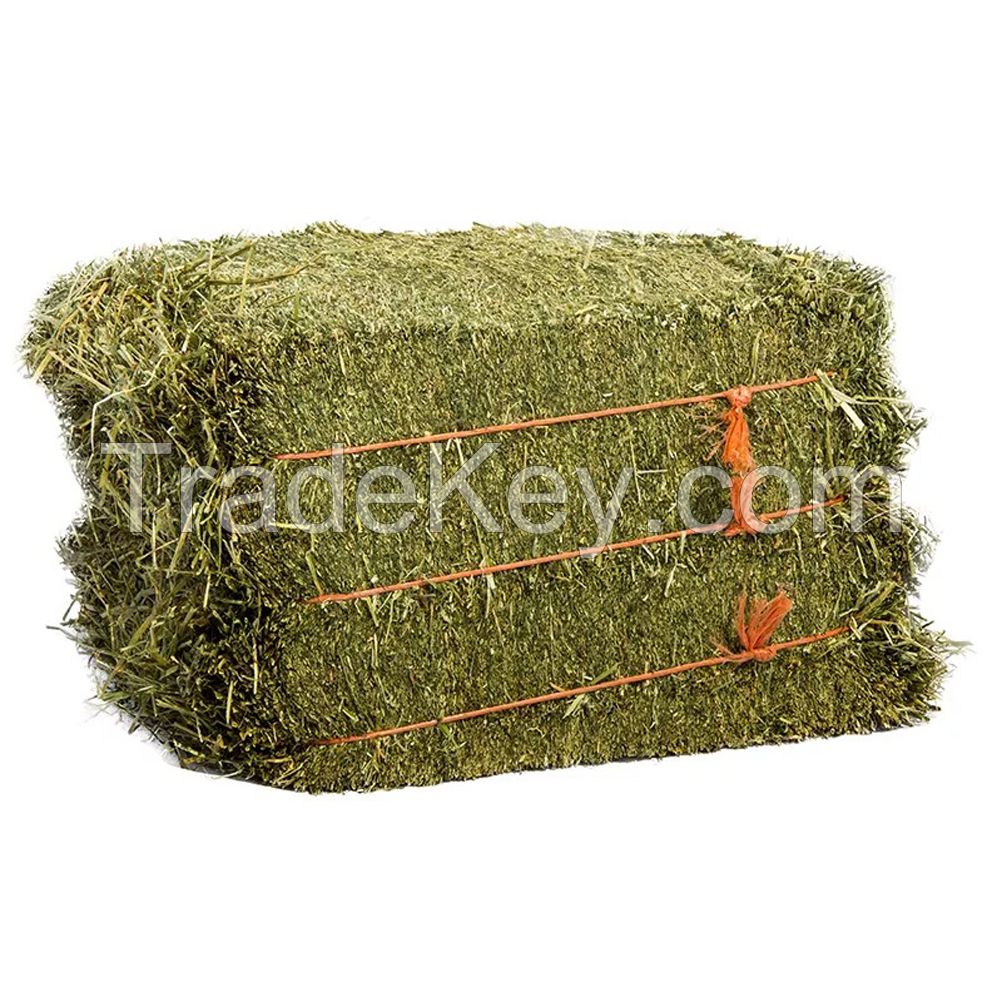 Alfalfa Hay at very cheap price / Quality Rhodes Grass Hay Alfalfa
