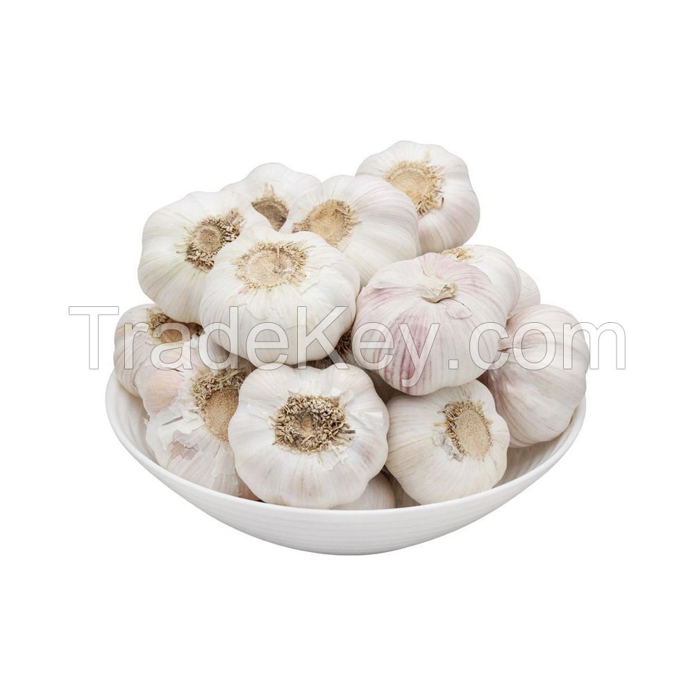Premium Fresh Garlic for sale at competitive wholesale rates