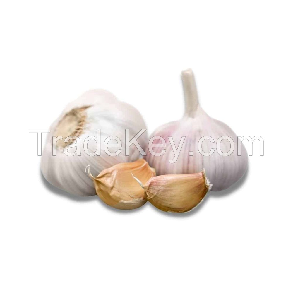 Premium Fresh Garlic for sale at competitive wholesale rates