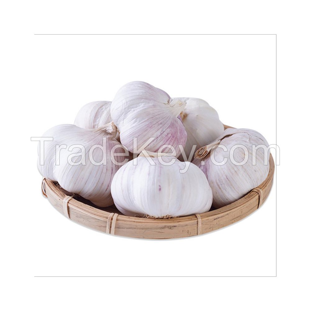 Premium Fresh Garlic for sale at competitive wholesale rates