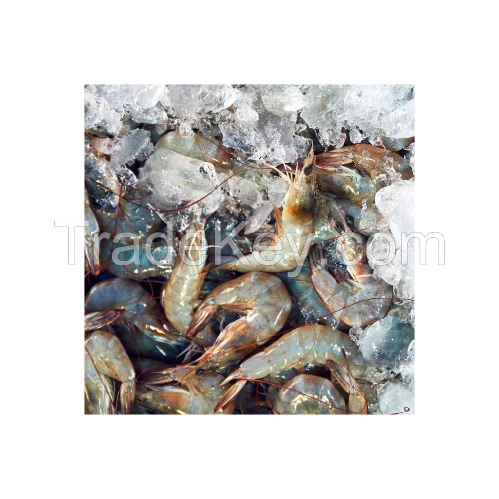 Premium Frozen White Shrimp available in bulk