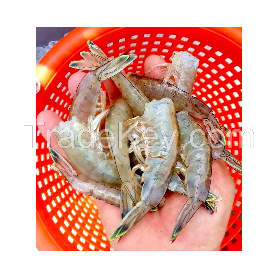 Bulk supply of Frozen White Shrimp with fast delivery