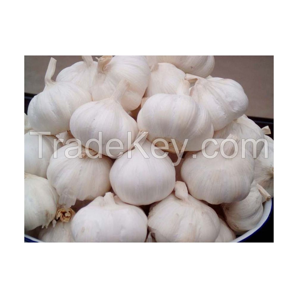 Farm-fresh Garlic available in large quantities for export