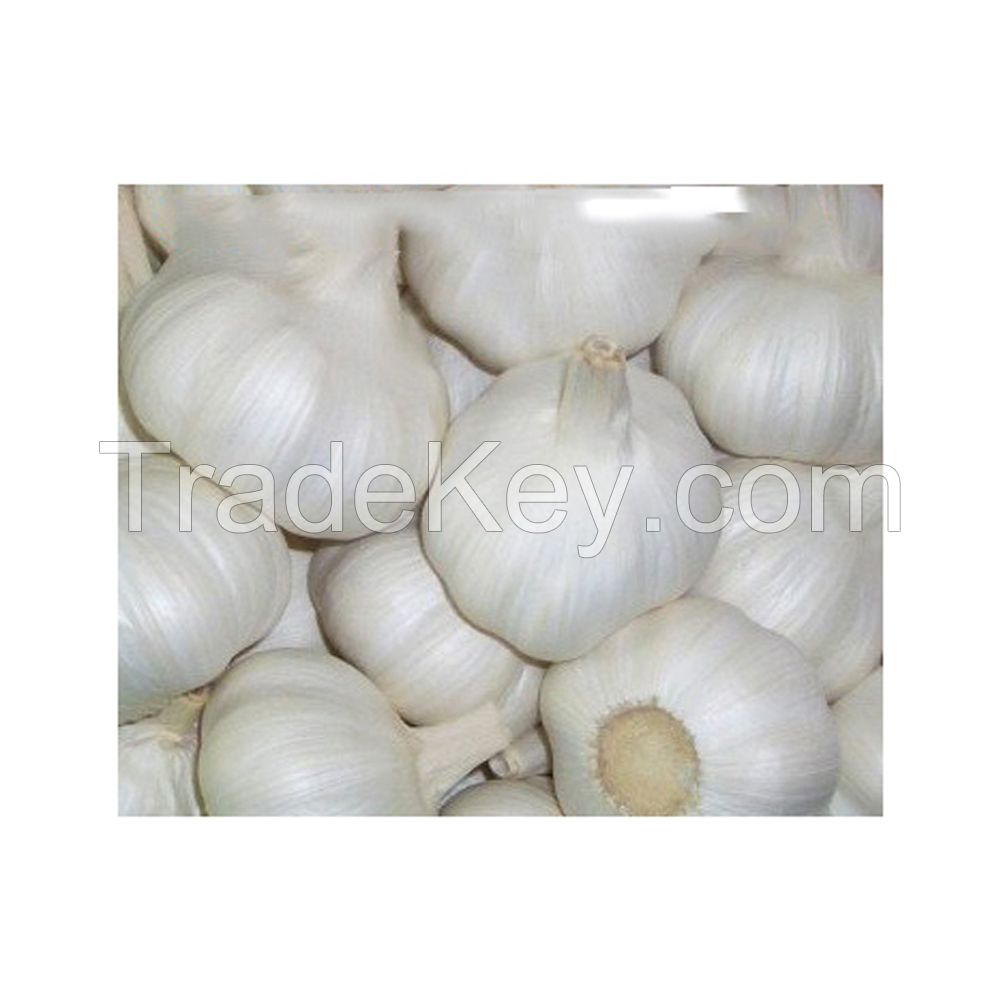 High-quality Fresh Garlic available in bulk at low prices