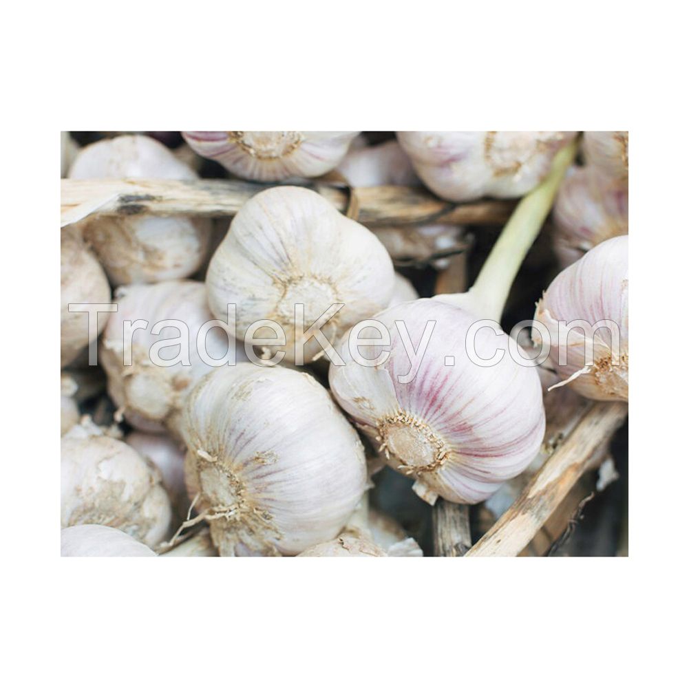 High-quality Fresh Garlic available in bulk at low prices