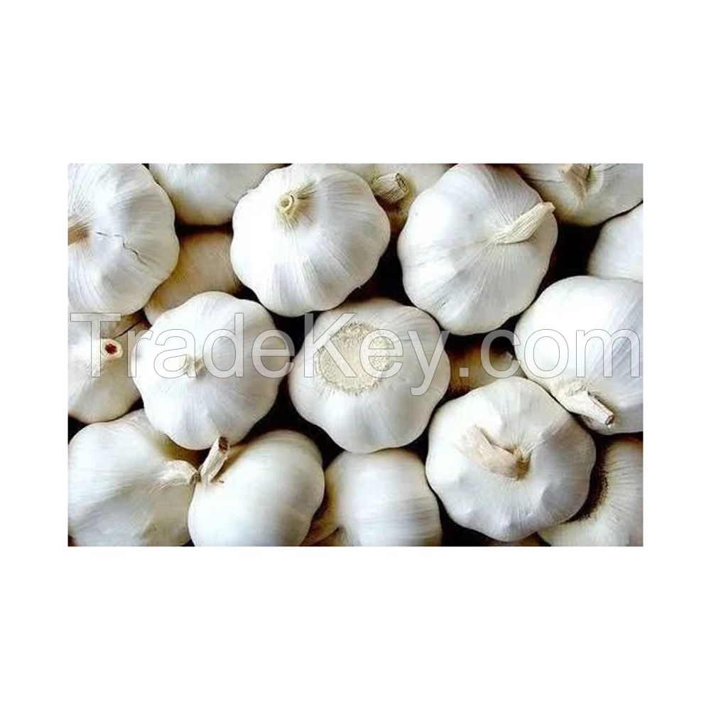 Farm-fresh Garlic available in large quantities for export