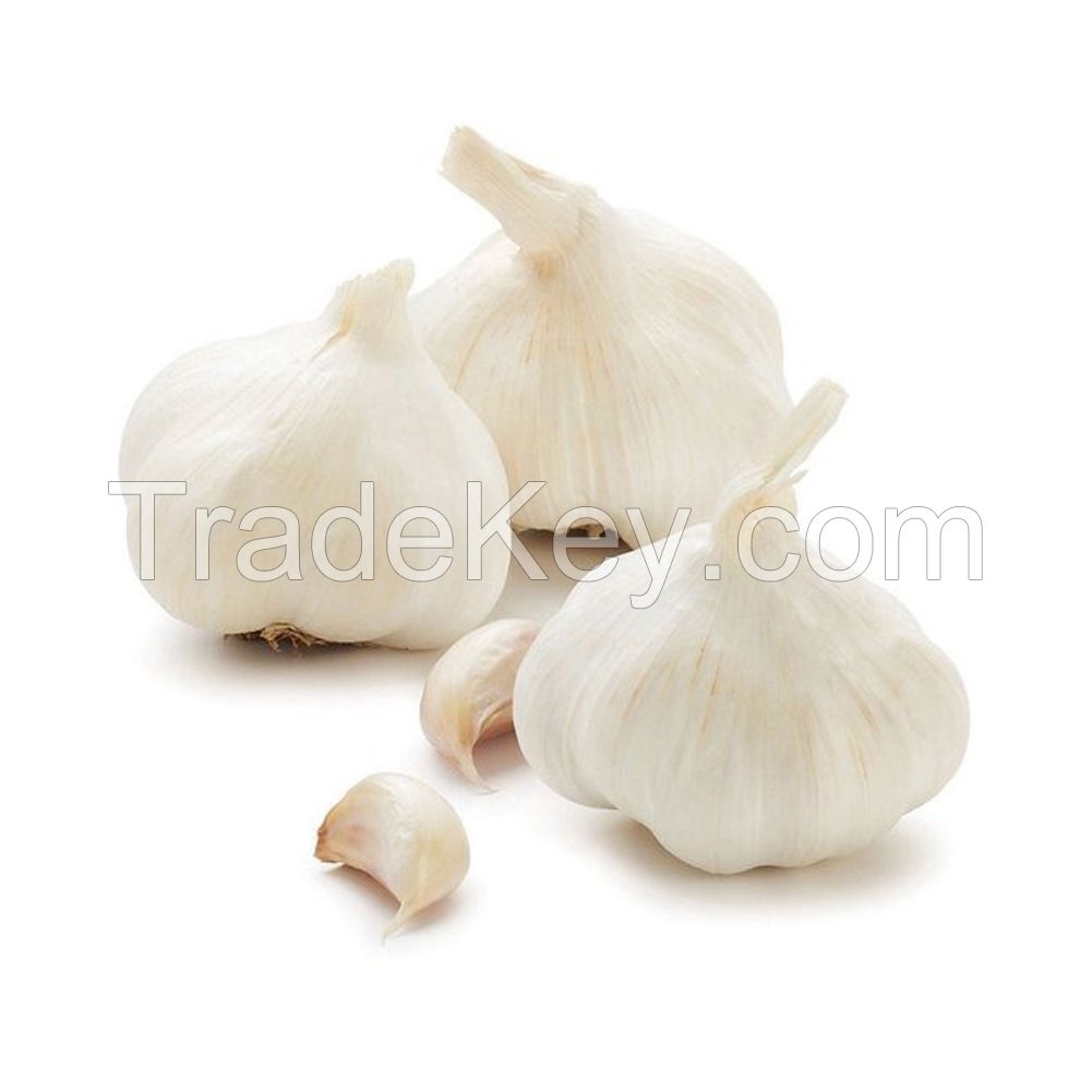 Farm-fresh Garlic available in large quantities for export