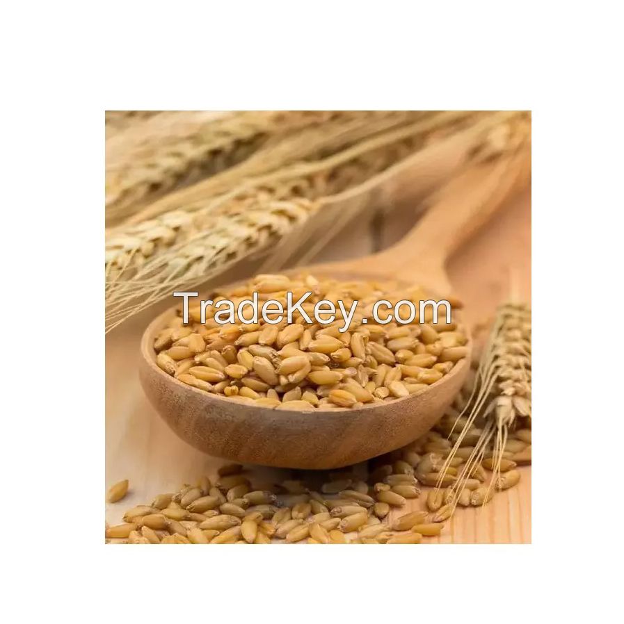 Wholesale Barley Malt for bakeries and food processing