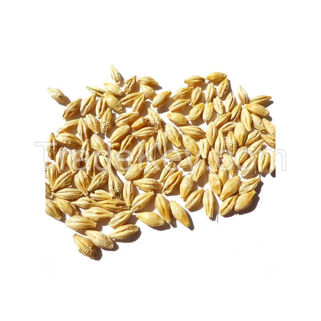 High-quality Barley Malt for brewing and distilling industries