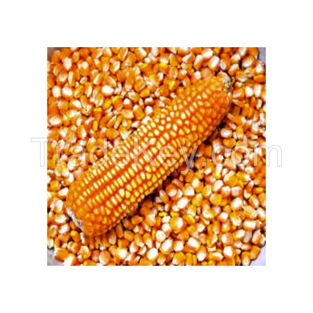 Bulk yellow corn for export and large-scale supply at low prices