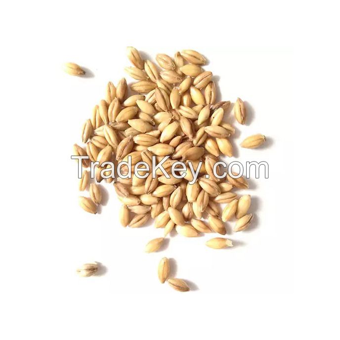 Bulk Barley Malt for export and large-scale supply