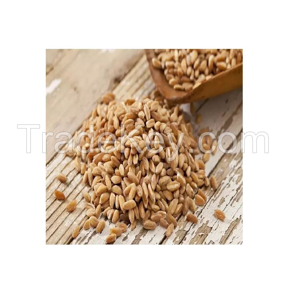 Non-GMO Barley Malt for high-quality brewing