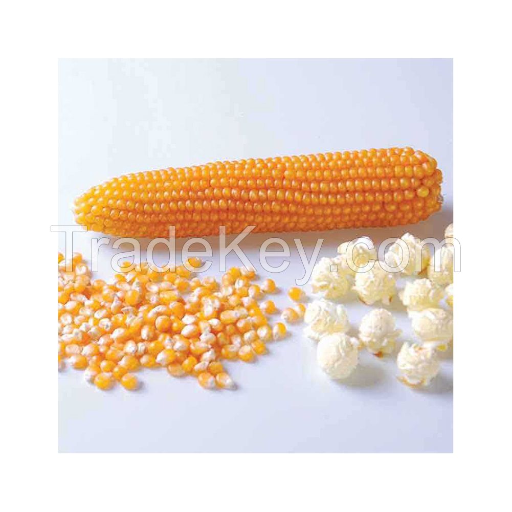 Whole yellow corn kernels for snack production available in bulk