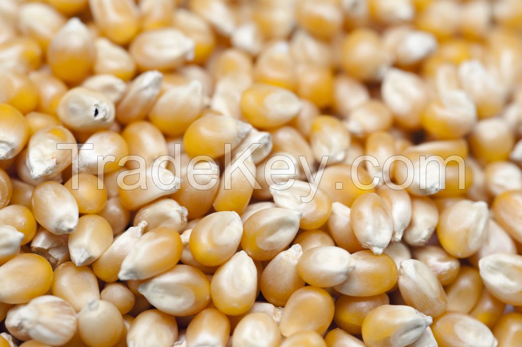 Buy white corn in bulk at affordable prices for wholesale buyers