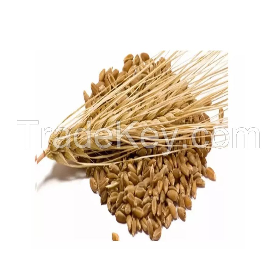 Non-GMO Barley Malt for high-quality brewing