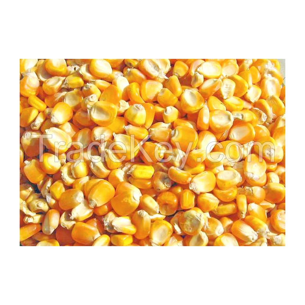 Bulk yellow corn for export and large-scale supply at low prices