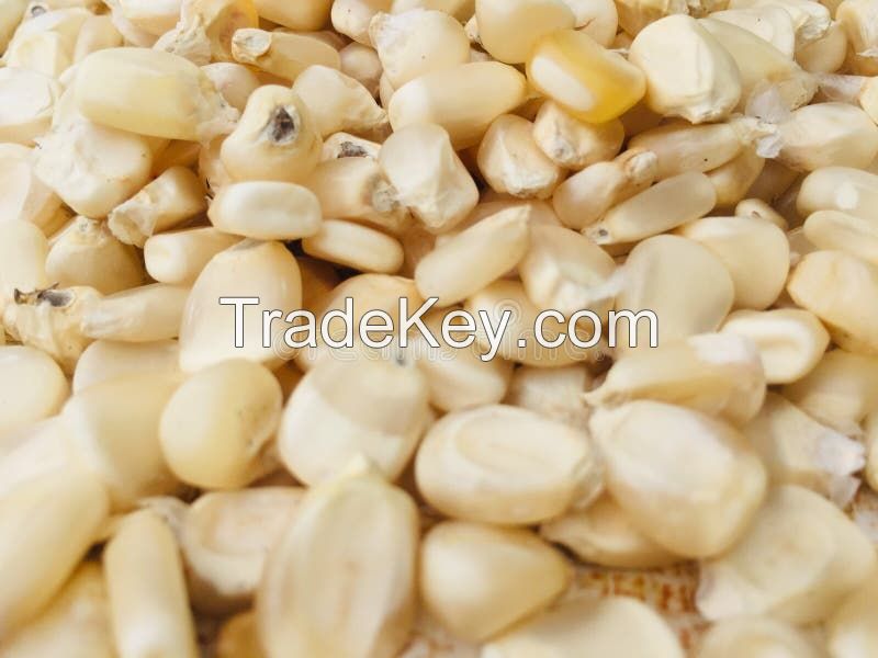 Buy white corn in bulk at affordable prices for wholesale buyers